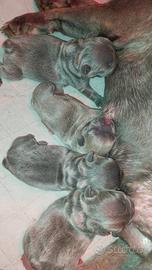 Cuccioli bulldog francese blu