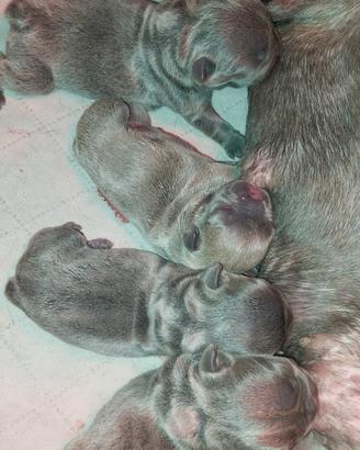 Cuccioli bulldog francese blu