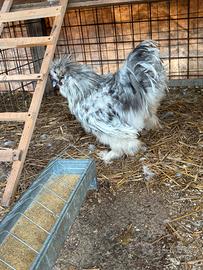 Coppia Galline Moroseta