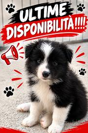 Cuccioli Border Collie