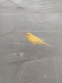 Kakariki maschio giallo
