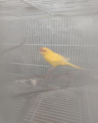 Kakariki maschio giallo