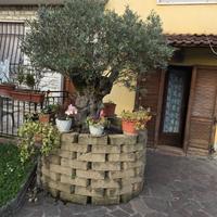 ulivo