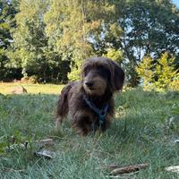 Bassotto Nano Tedesco Accoppiamento