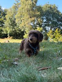 Bassotto Nano Tedesco Accoppiamento