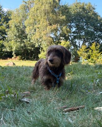 Bassotto Nano Tedesco Accoppiamento