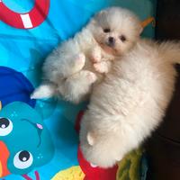 Cuccioli di spitz pomerania bianchi femmine