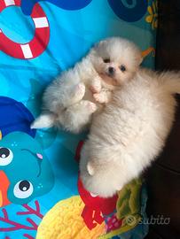 Cuccioli di spitz pomerania bianchi femmine