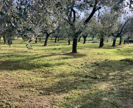 Oliveta zona Castelmartini , Larciano