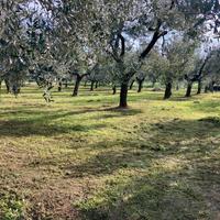 Oliveta zona Castelmartini , Larciano