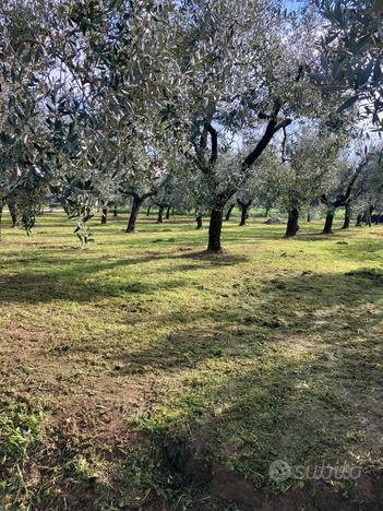 Oliveta zona Castelmartini , Larciano