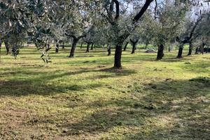 Oliveta zona Castelmartini , Larciano