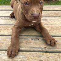 Pit Bull