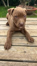 Pit Bull