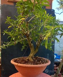 bonsai