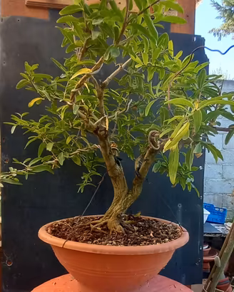 bonsai