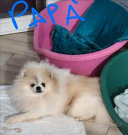 Spiz pomerania