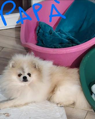 Spiz pomerania