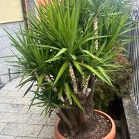 pianta : tronchetto della felicità