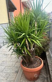 pianta : tronchetto della felicità