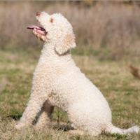 Lagotto da tartufo