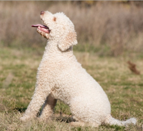 Lagotto da tartufo