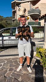 Cuccioli Rottweiler nati 24/08