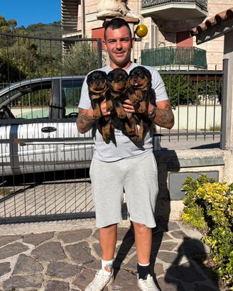 Cuccioli Rottweiler nati 24/08