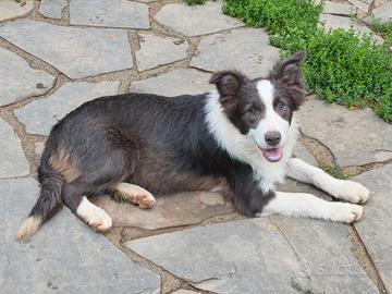 Border collie cucciolone pedigree