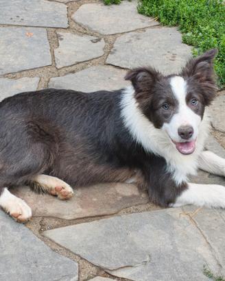 Border collie cucciolone pedigree