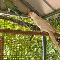 Coppia parrocchetti dal collare