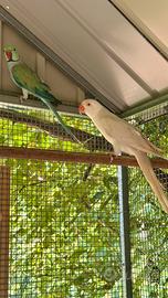 Coppia parrocchetti dal collare