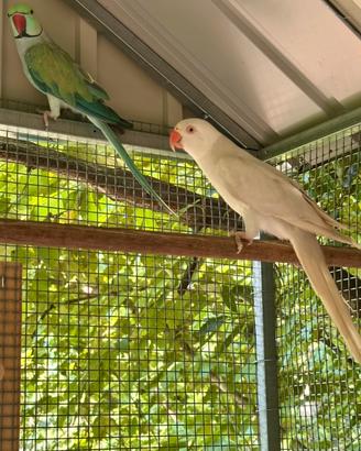 Coppia parrocchetti dal collare