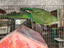 Immagine 6