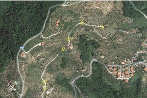 Terreno con olivi, alberi da frutto e casetta