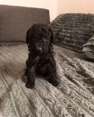 Cucciola barboncino Toy