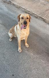 Cucciolo di labrador