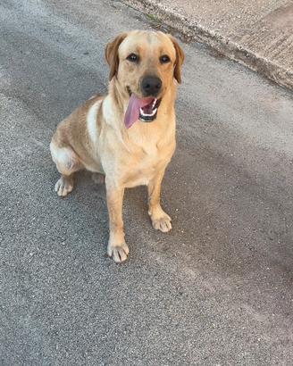 Cucciolo di labrador