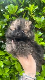 Pomerania spitz