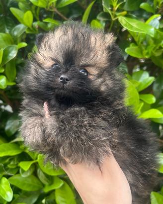 Pomerania spitz