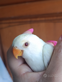 Inseparabili allevati a mano