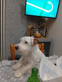 Jack Russell terrier