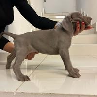 Weimaraner cuccioli pubblicita' segugio