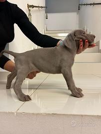Weimaraner cuccioli pubblicita' segugio