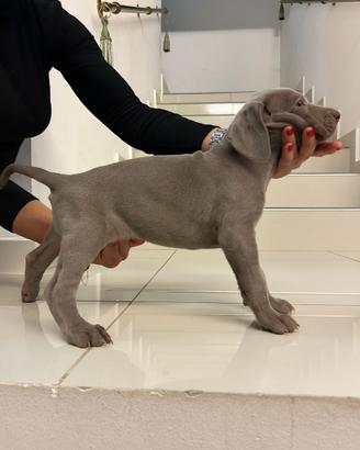 Weimaraner cuccioli pubblicita' segugio