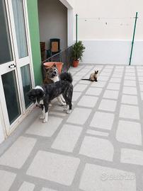 coppia di akita inu con pedigree 