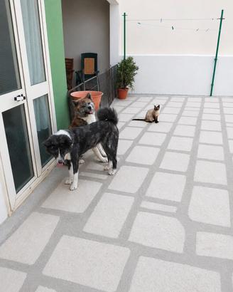 coppia di akita inu con pedigree 