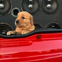 Chi Gold pet in love