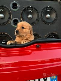 Chi Gold pet in love