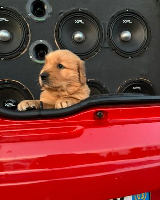 Chi Gold pet in love